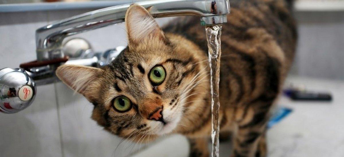 Кот возле крана с водой