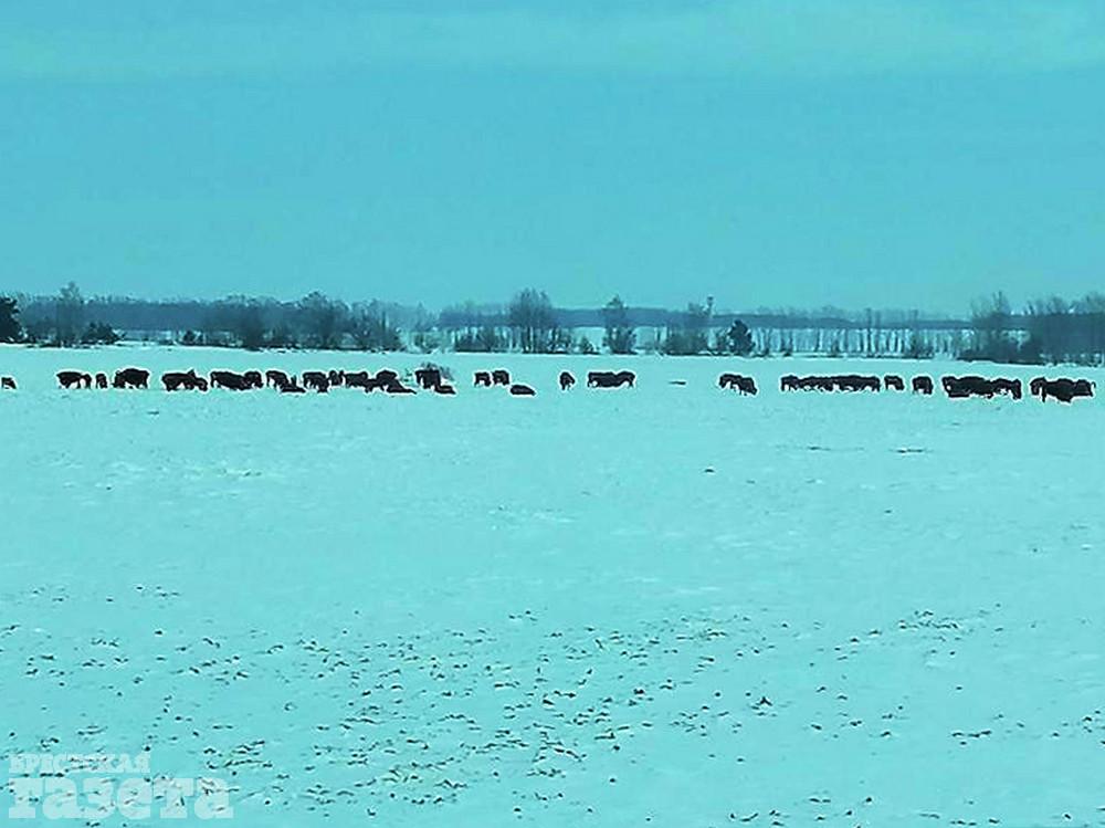 Зубриные следы. Фото: "Брестская газета"