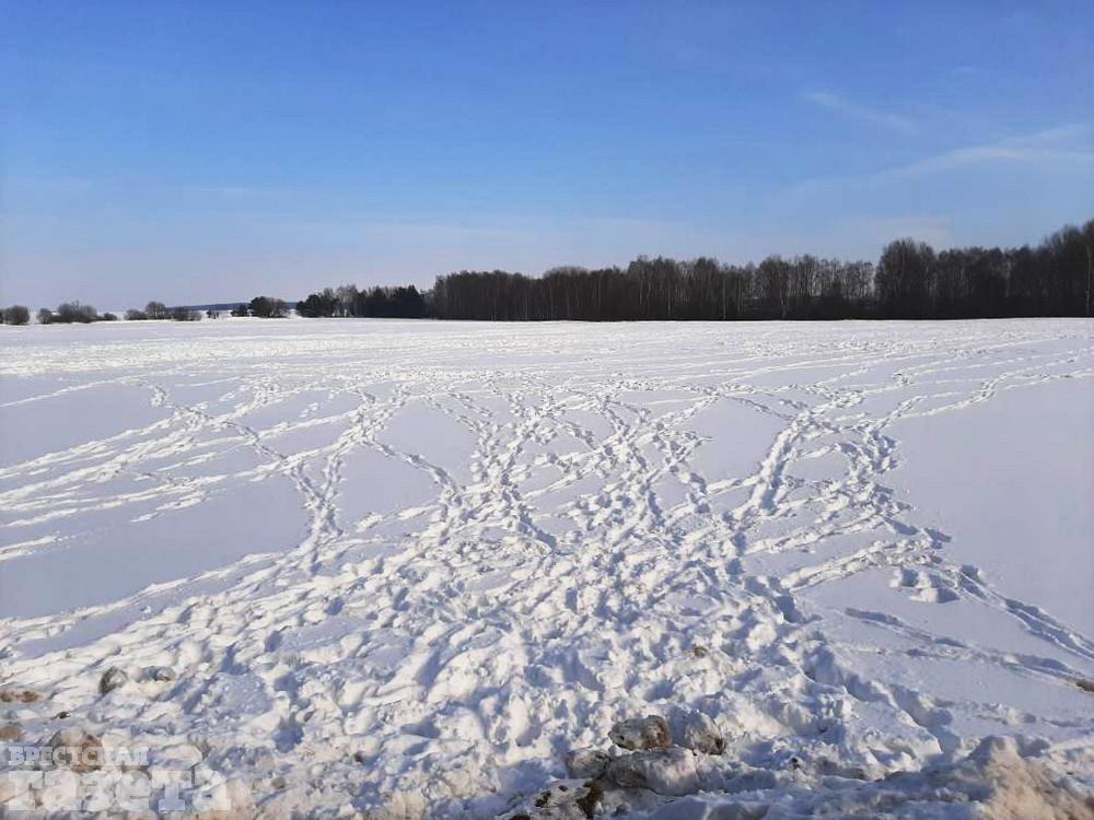Зубриные следы. Фото: "Брестская газета"