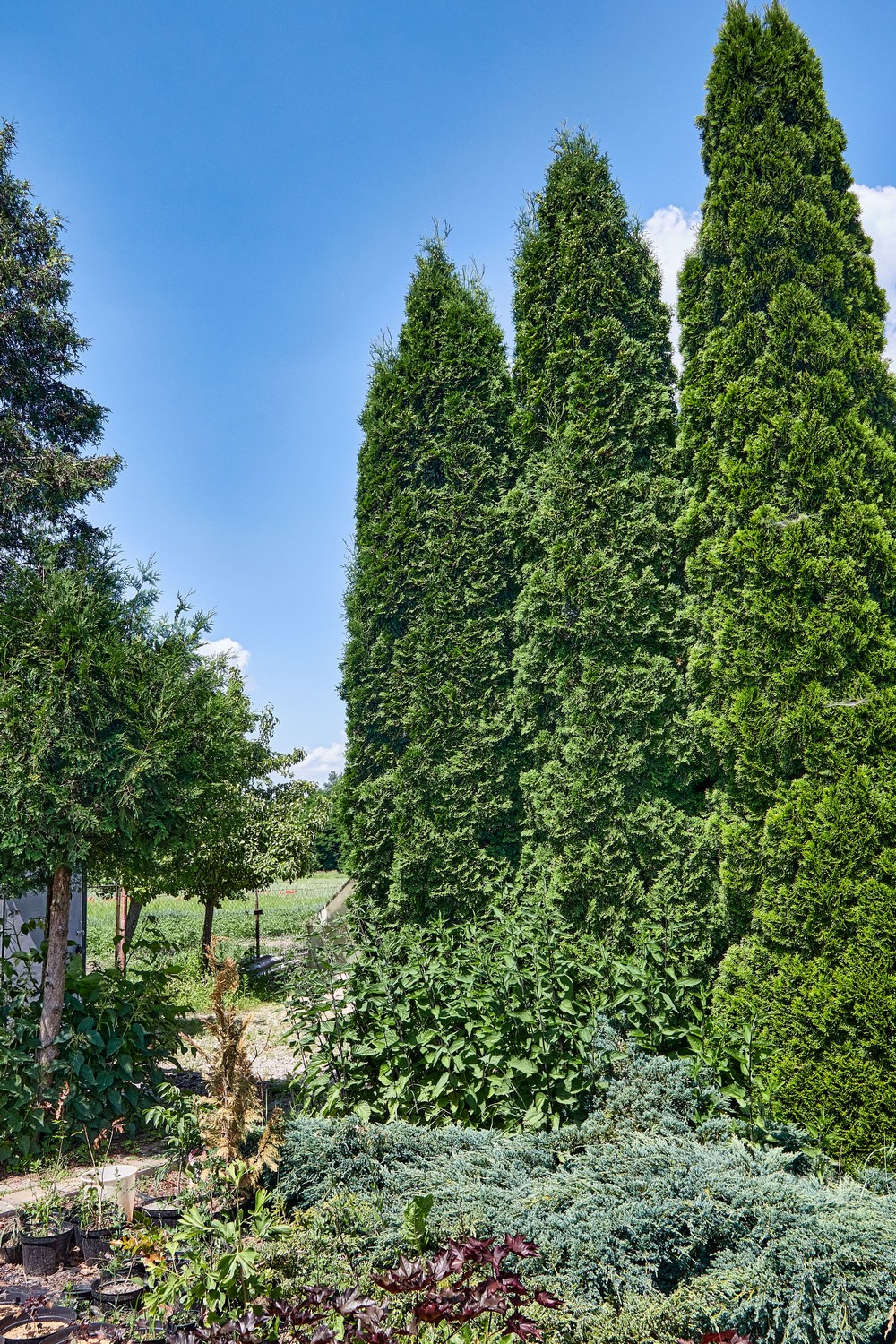 Питомник братьев Вирко