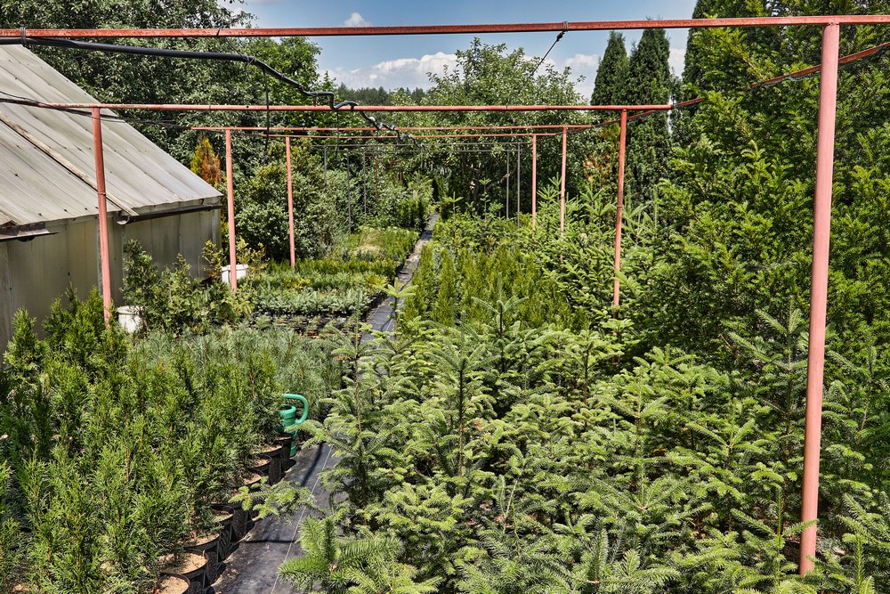 Питомник братьев Вирко