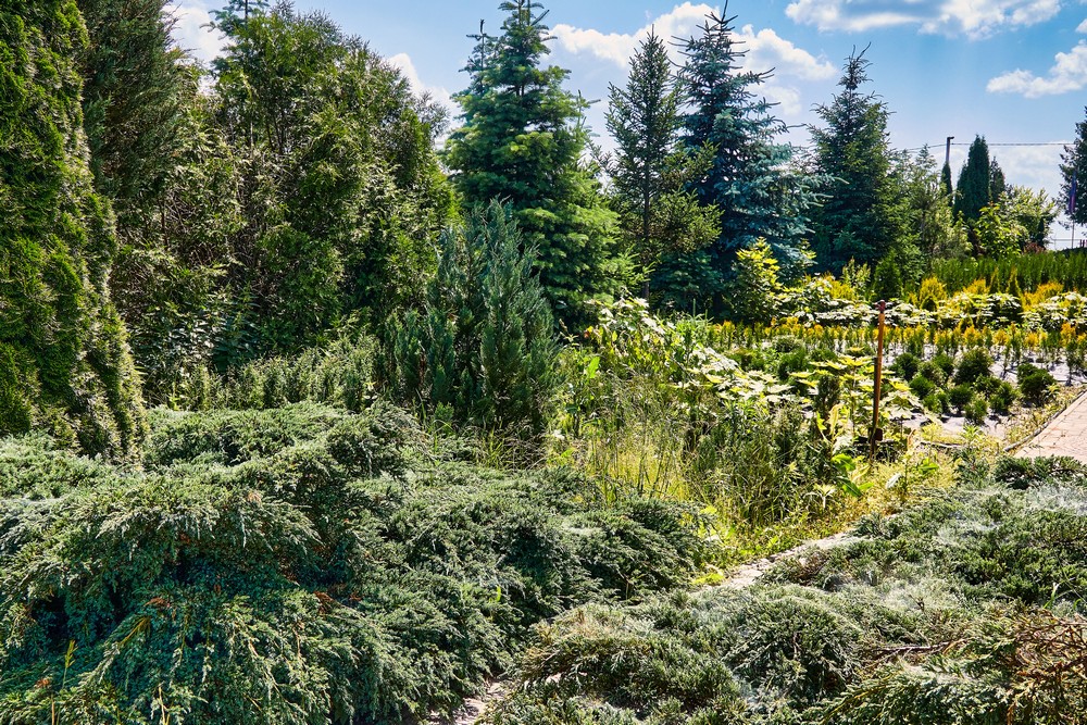 Питомник братьев Вирко