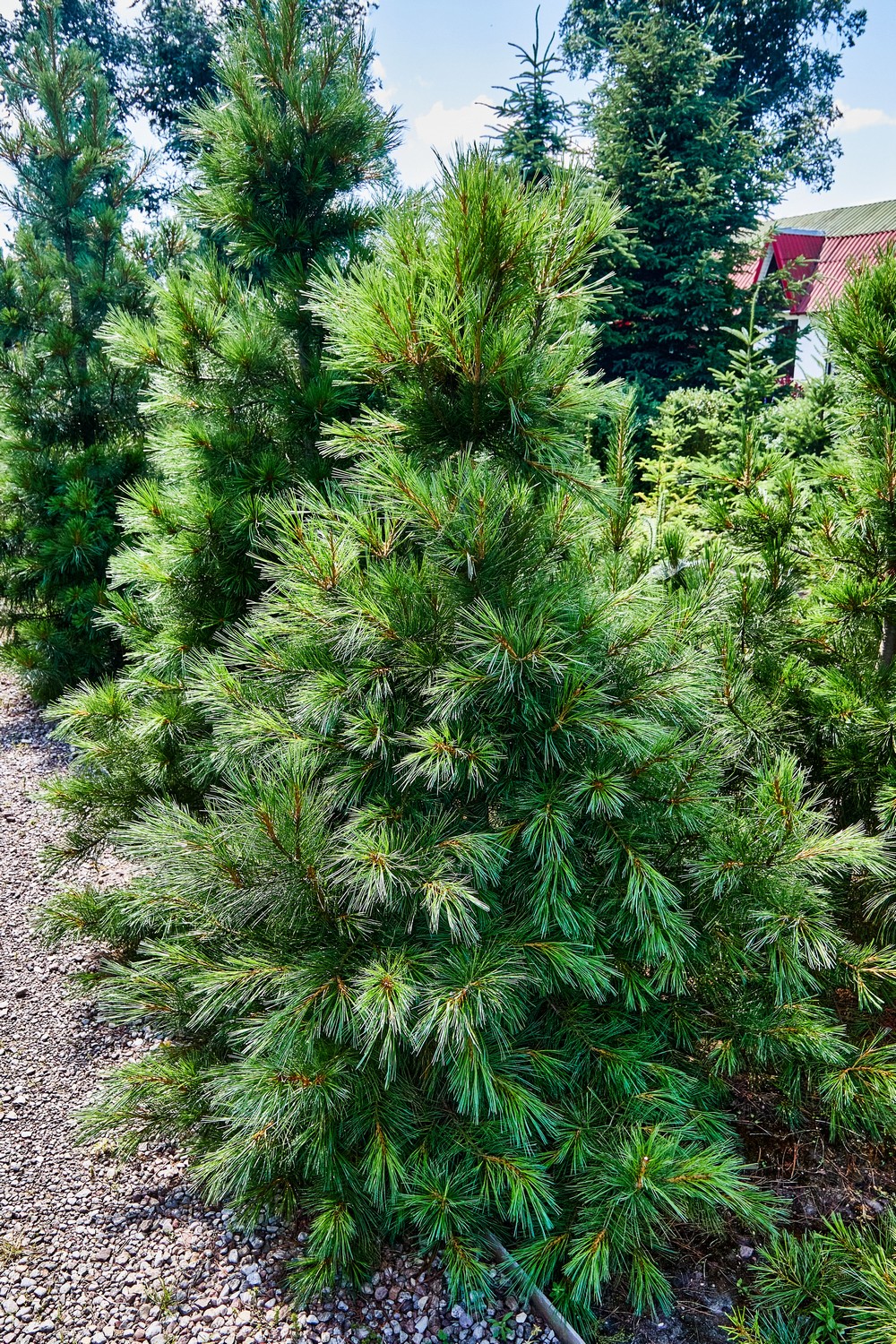 Питомник братьев Вирко