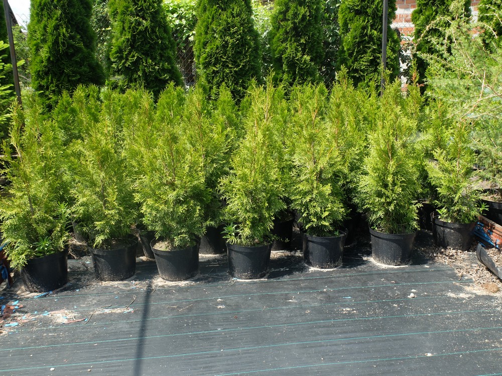 Питомник братьев Вирко