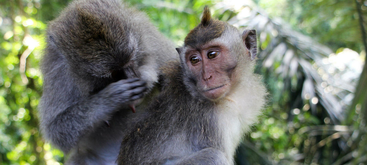 Оспа обезьян, вирус, заражение, Брестская газета