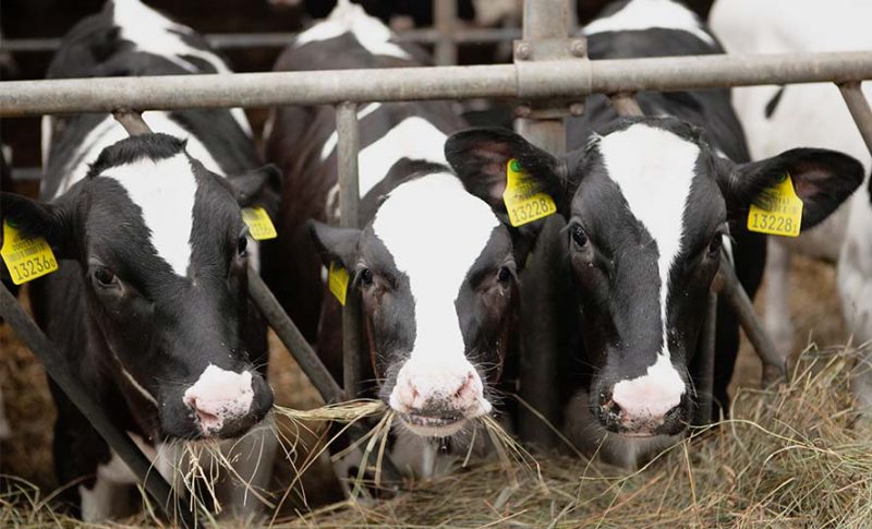 Коровы утопают в навозе в Любанском районе