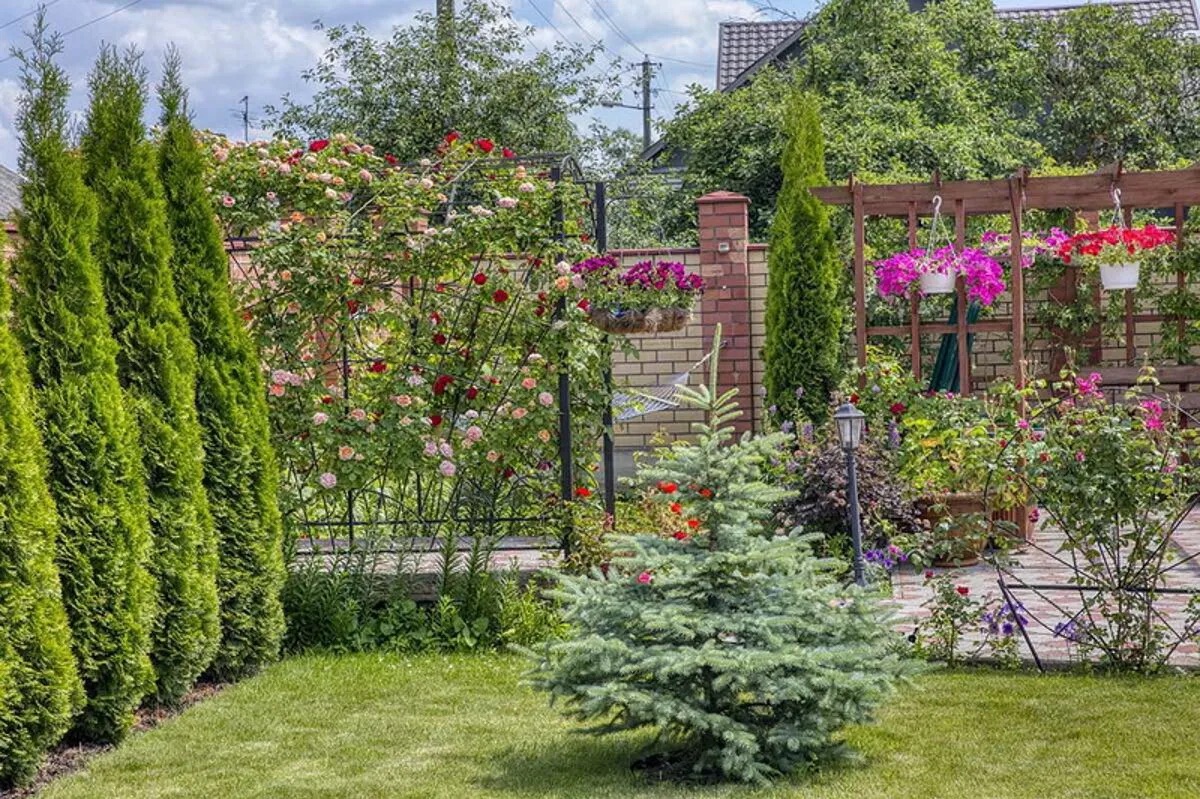 Сад с плодовыми деревьями, елями и виноградником во дворе дома.