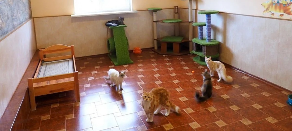 Комната для кошек.