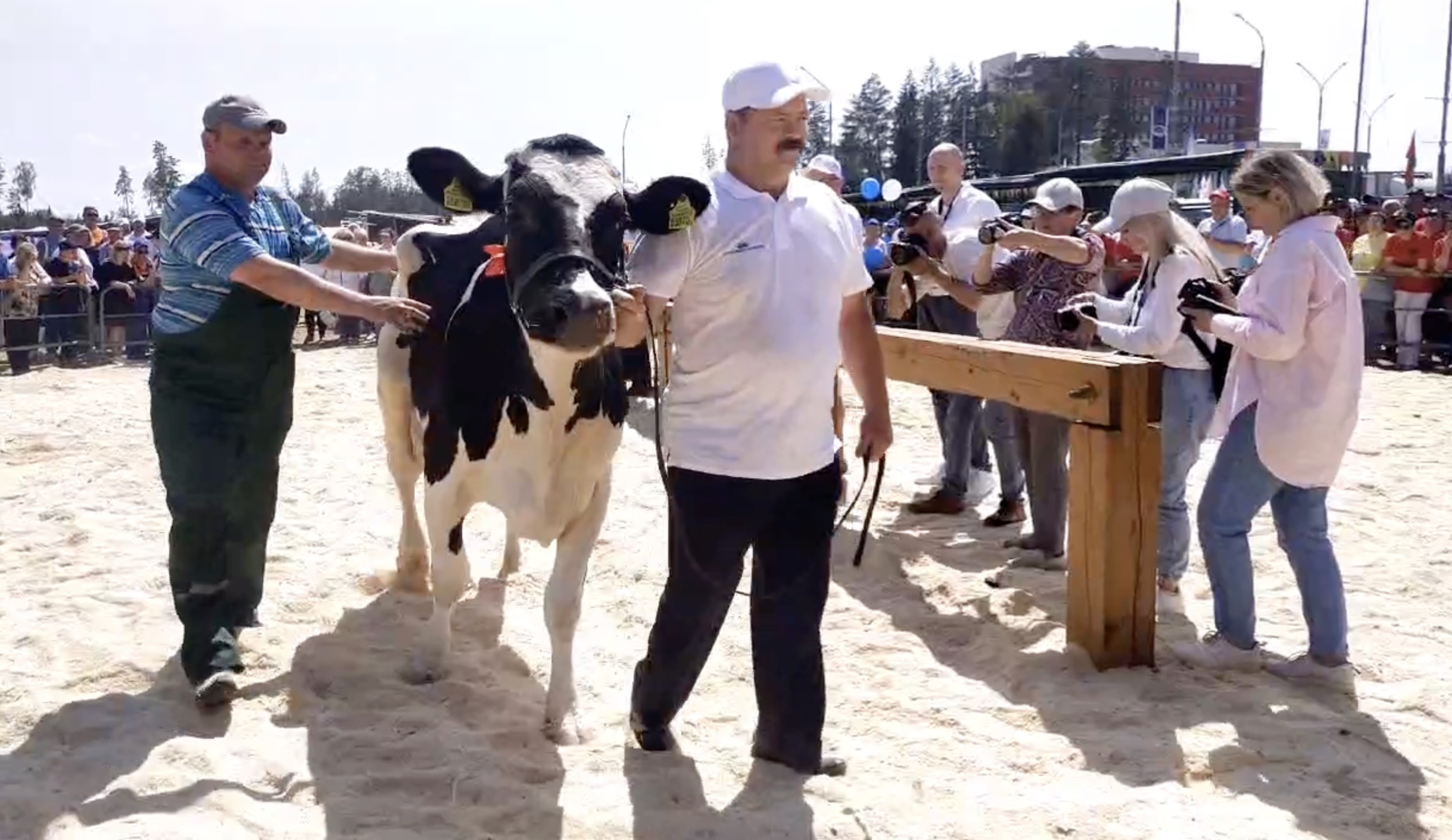 Победительница конкурса красоты – высокоудойная корова Родина. Фото: тг-канал Минсельхозпрод Беларуси