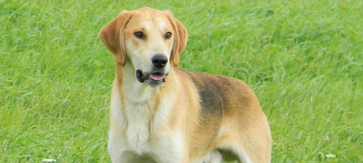 Русская гончая собака. Иллюстративное фото