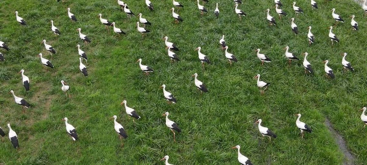 Аисты на поле