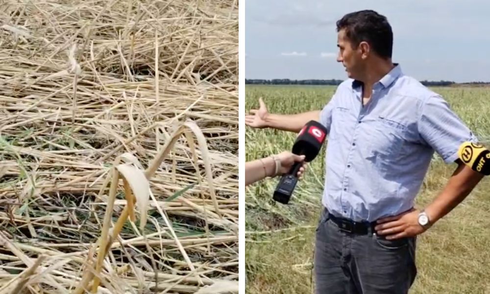 Директор хозяйства ОАО «Лопатино» Сергей Крыльчук рассказывает ГосТВ о последствиях непогоды в хозяйстве. Фото: pinsknews.by.