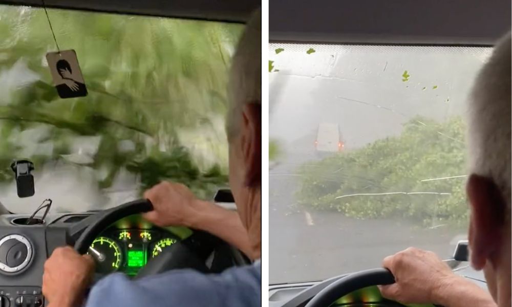 Водитель на дороге предположительно в Кобрине тормозит перед падающим деревом. Скриншот видео с телеграм.