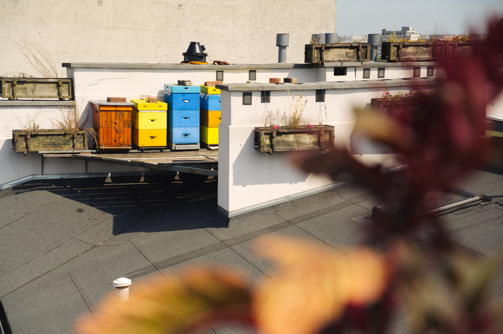 На крыше отеля — собственная пасека, а на подземном этаже — ресторан, который имеет выход на летнюю террасу. Здесь готовят только из экологически чистых продуктов, часто производимых на месте.