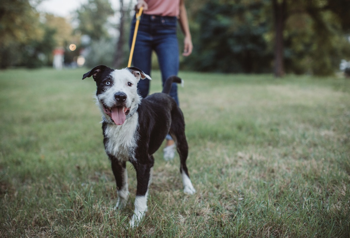 Девушка с собакой на прогулке. Иллюстративное фото с kanva.com.