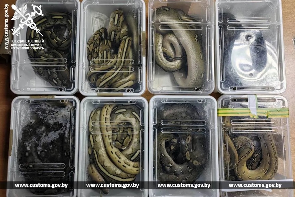 Сетчатые питоны, которых нашли брестские таможенники в автобусе. Фото: ГТК