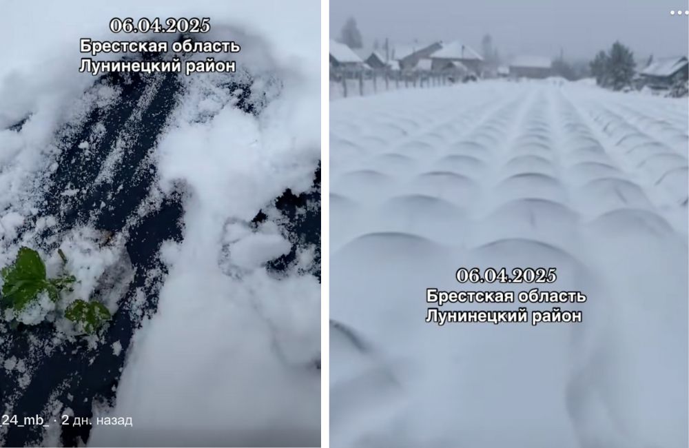 Скриншот из видео в TikTok.