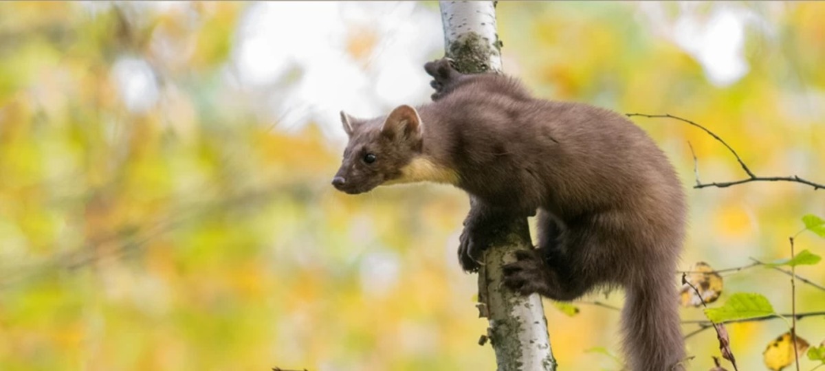 Лесная куница. Фото: inaturalist.org
