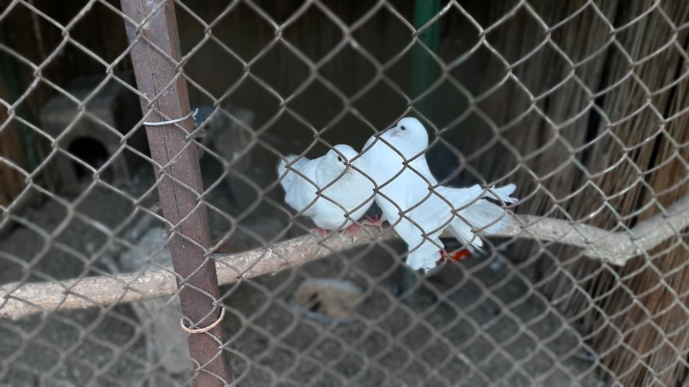 Голуби в «Уголке живой природы» в брестском парке культуры и отдыха. Фото: телеграм-канал Александра Рогачука.