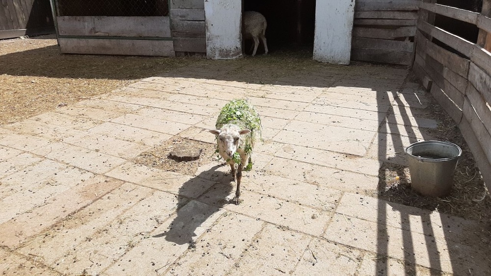 Обитатель «Уголка живой природы» в брестском парке культуры и отдыха. Фото: телеграм-канал Александра Рогачука.