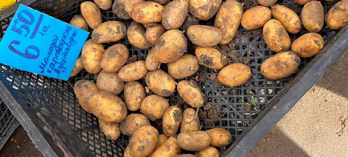 картофель, Беларусь