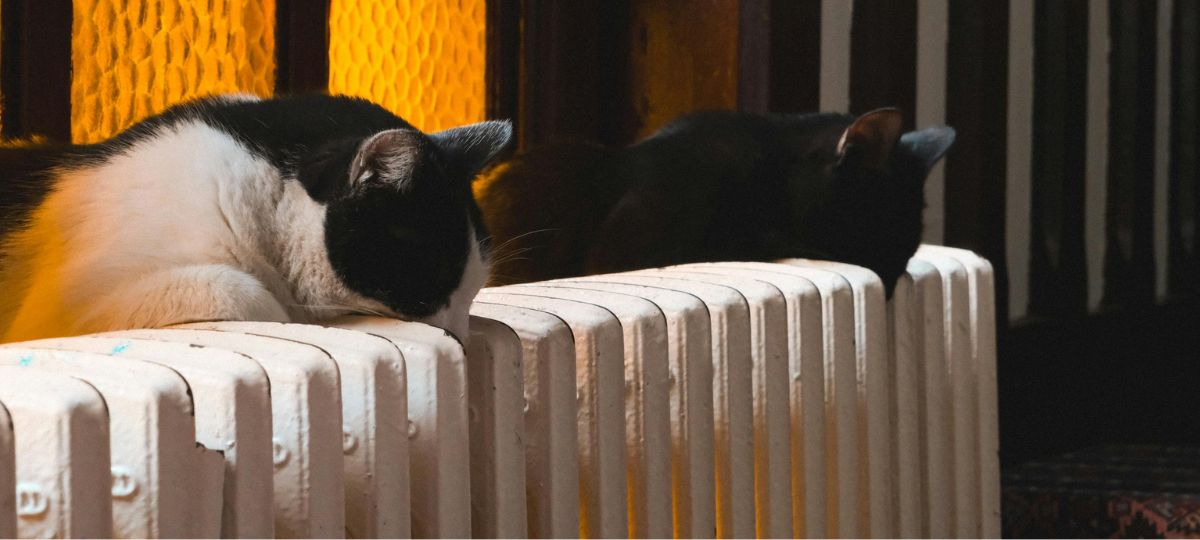 Кот, батарея, тепло