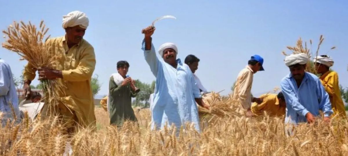 Пакистанцы, косят, рожь