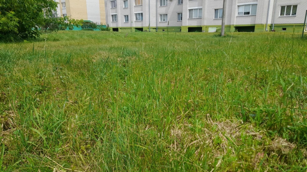 трава в городской застройке.