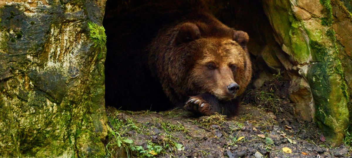 Бурый медведь в лесу