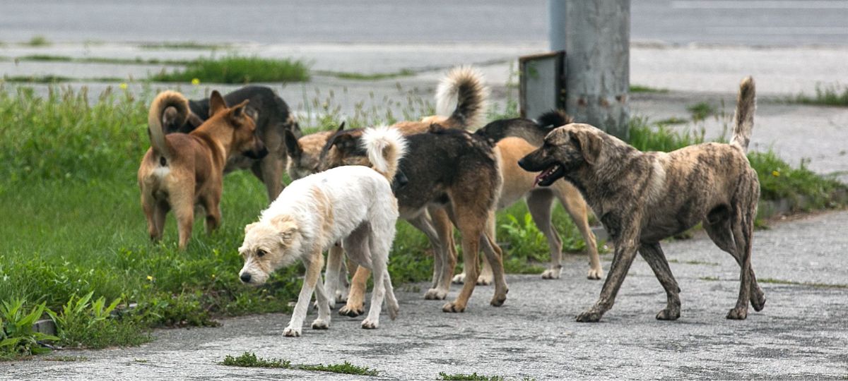 Собаки, бездомные, стаи, бродячие