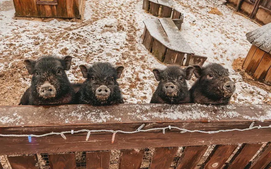 Поросята в контактном зоопарке под Барановичами.