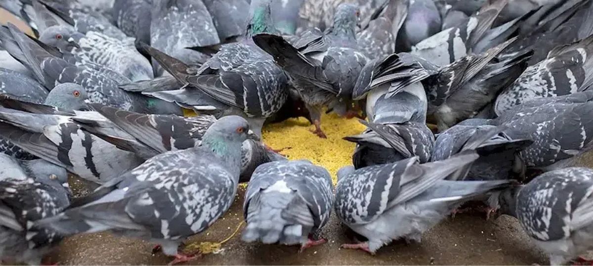 Голуби, корм