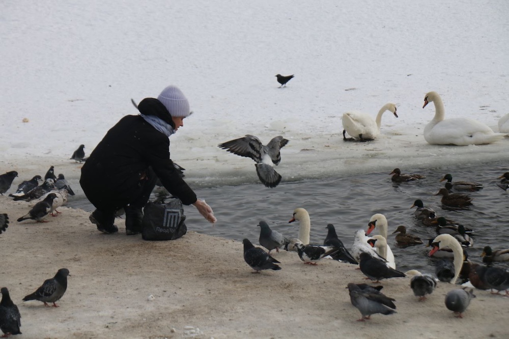 Корм для лебедей на набережной в Бресте