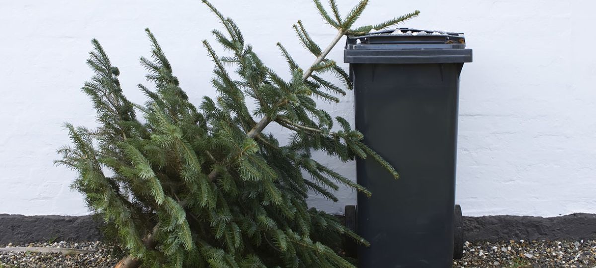 елка, утилизация, хвоя, Новый год