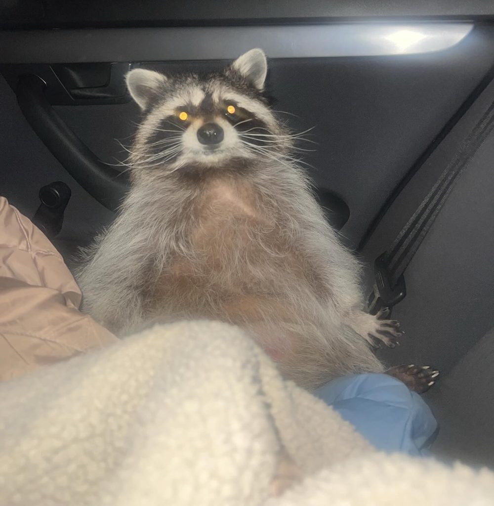 Енот Василиса.