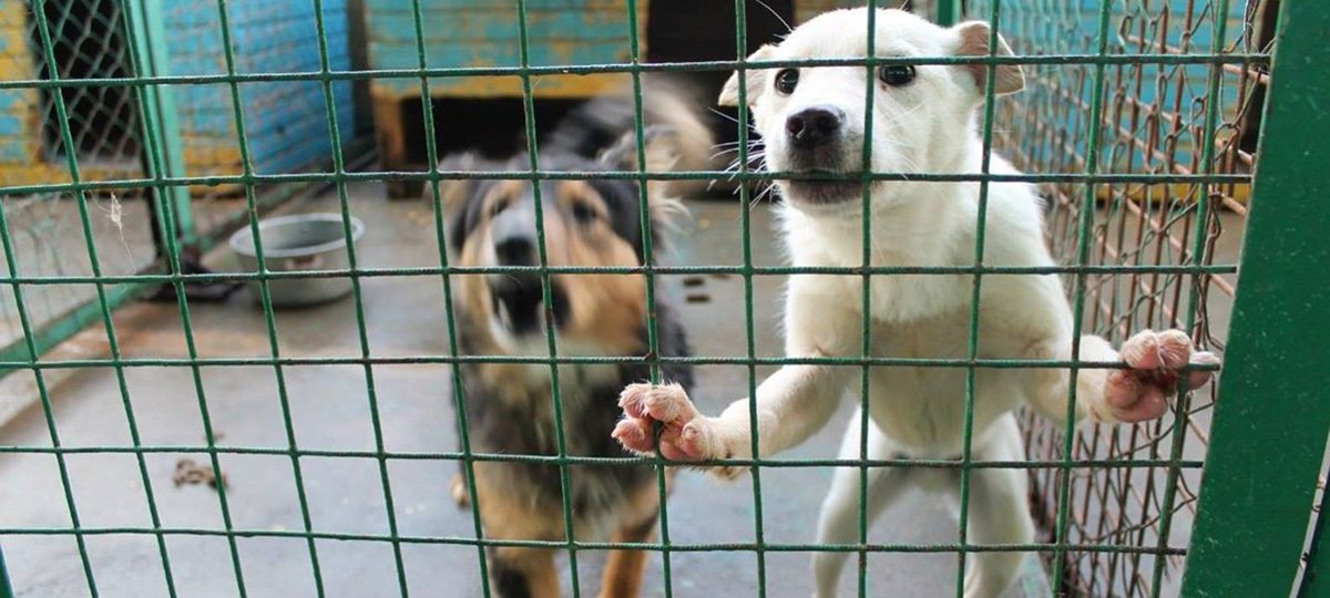 бездомные собаки в вольере