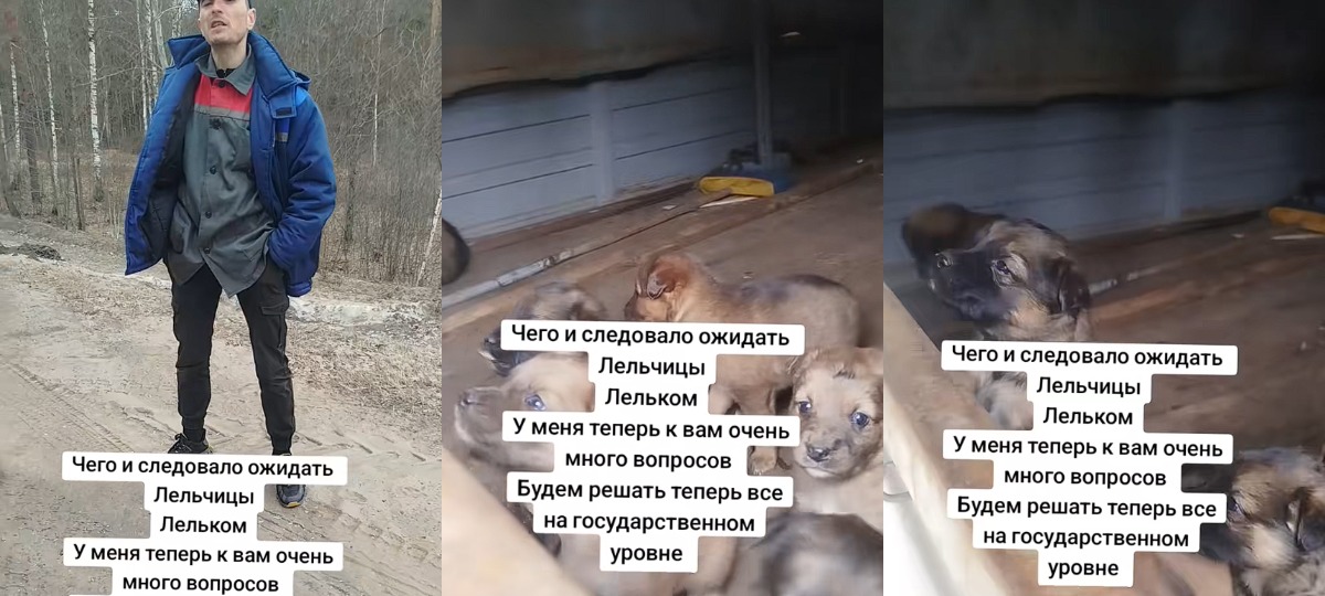 щенки в кузове автомобиля