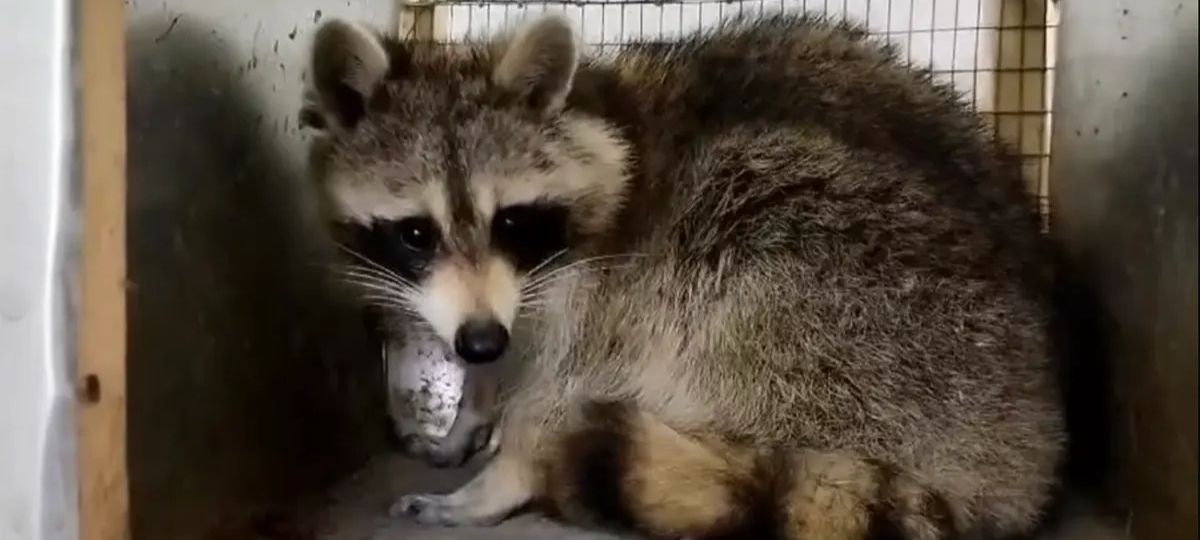 Енот Сеня в зоопарке "Диприз" в Барановичах