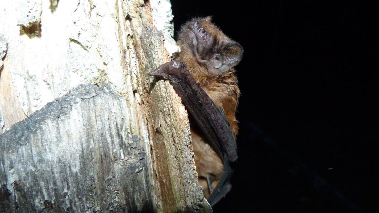 Гигантская вечерница, обнаруженная в республиканском заказнике «Старый Жаден». 