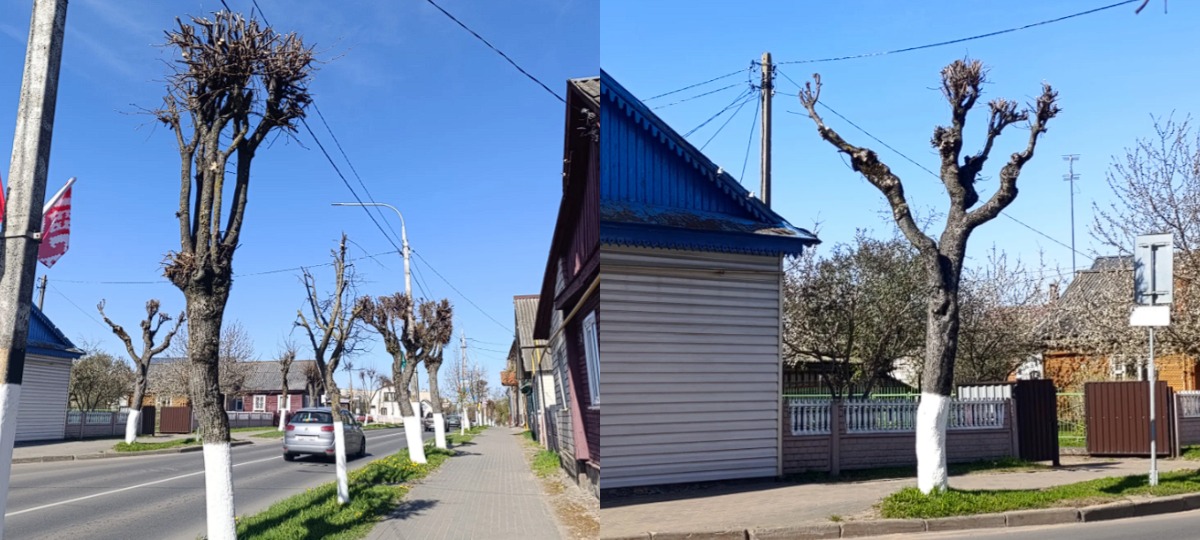 обрезанные кроны деревьев