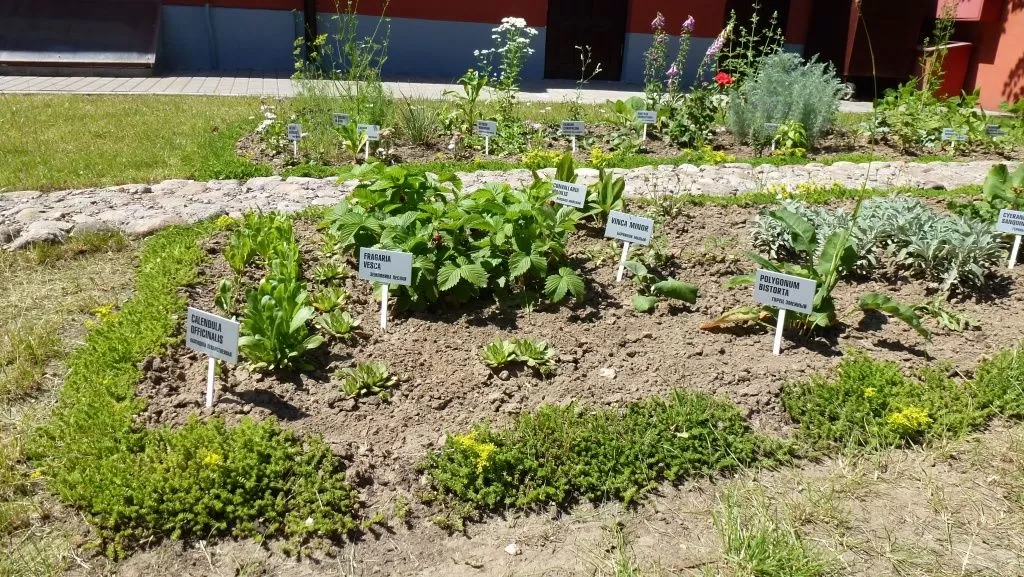Аптекарский огород на заднем двре аптеки Лаевского.