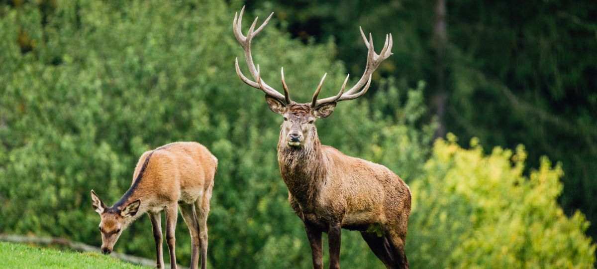 Благородные олени