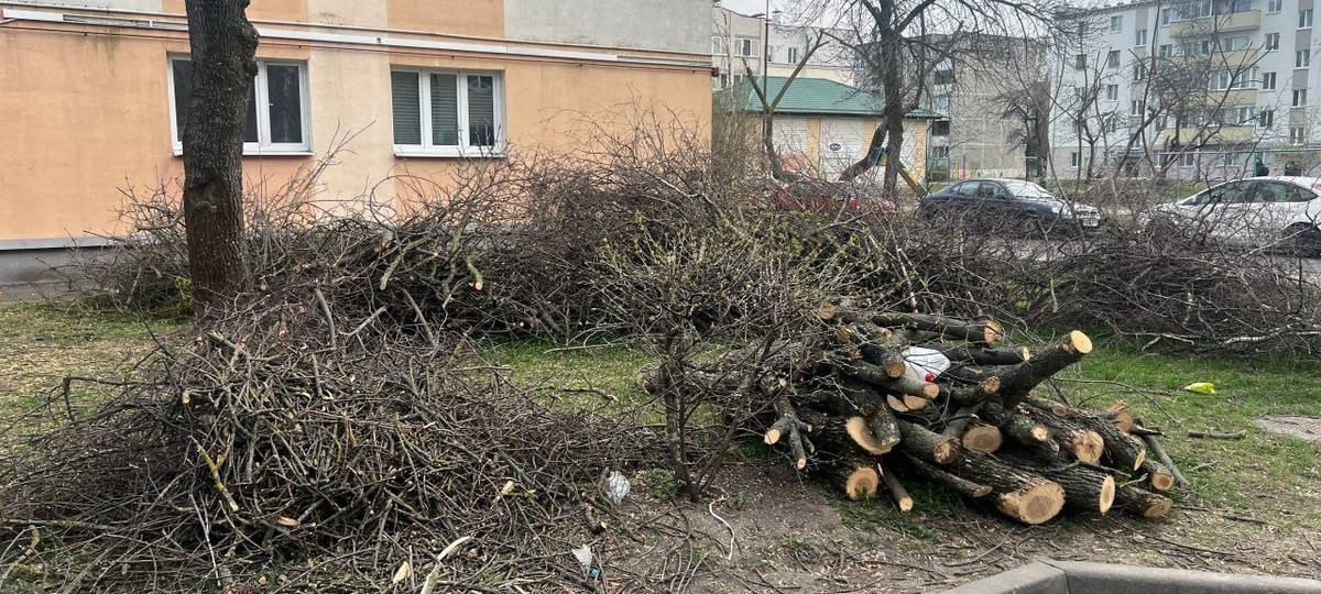 Ветки и сучья обрезанных деревьев в центре Бреста в марте 2026 года