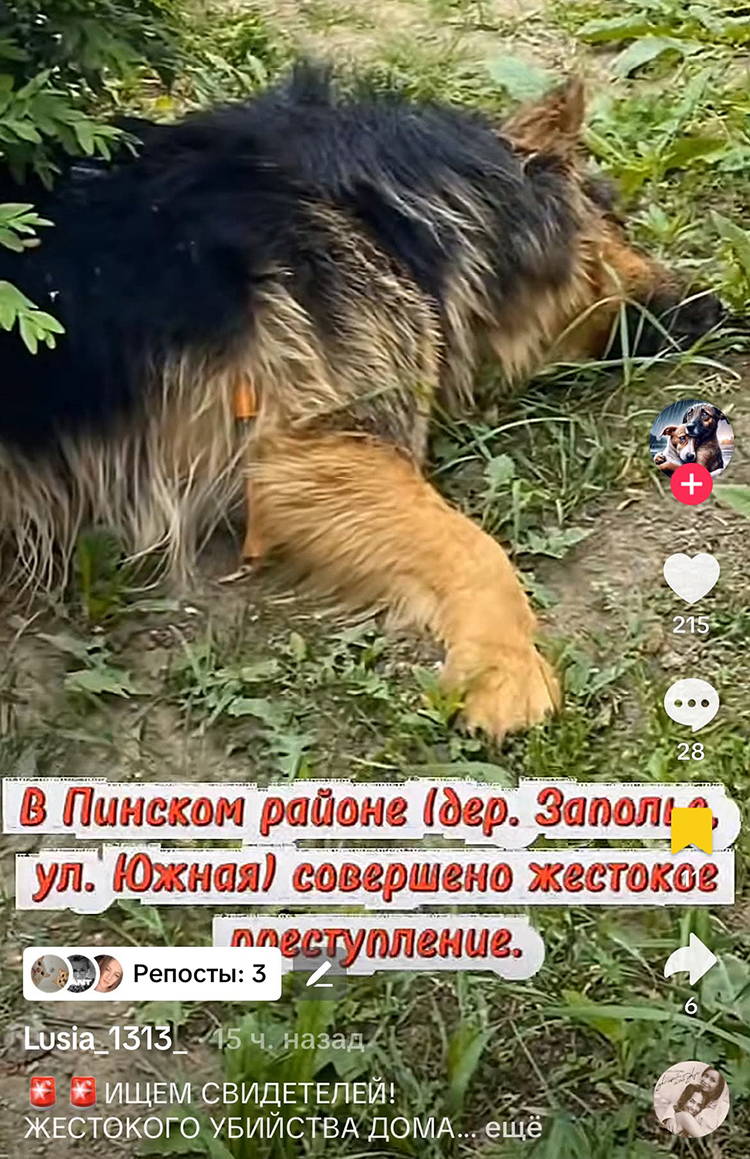 овчарка лежит на траве