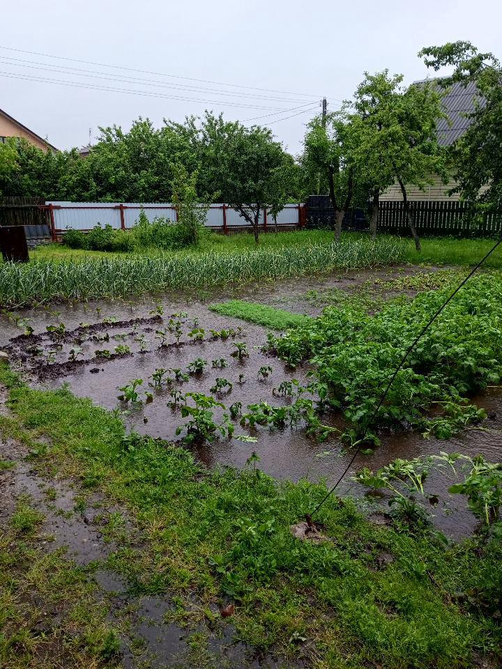 потоп в огороде