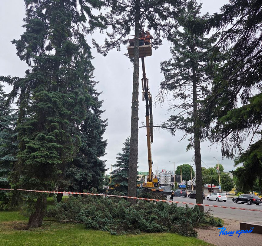 Удаление елей на площади Ленина в Барановичах