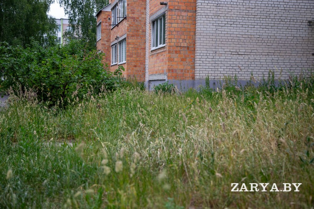 Заросшие травой улицы Кобрина. Фото: «Заря»
