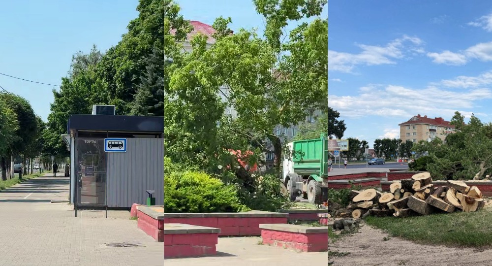 деревья вырубили