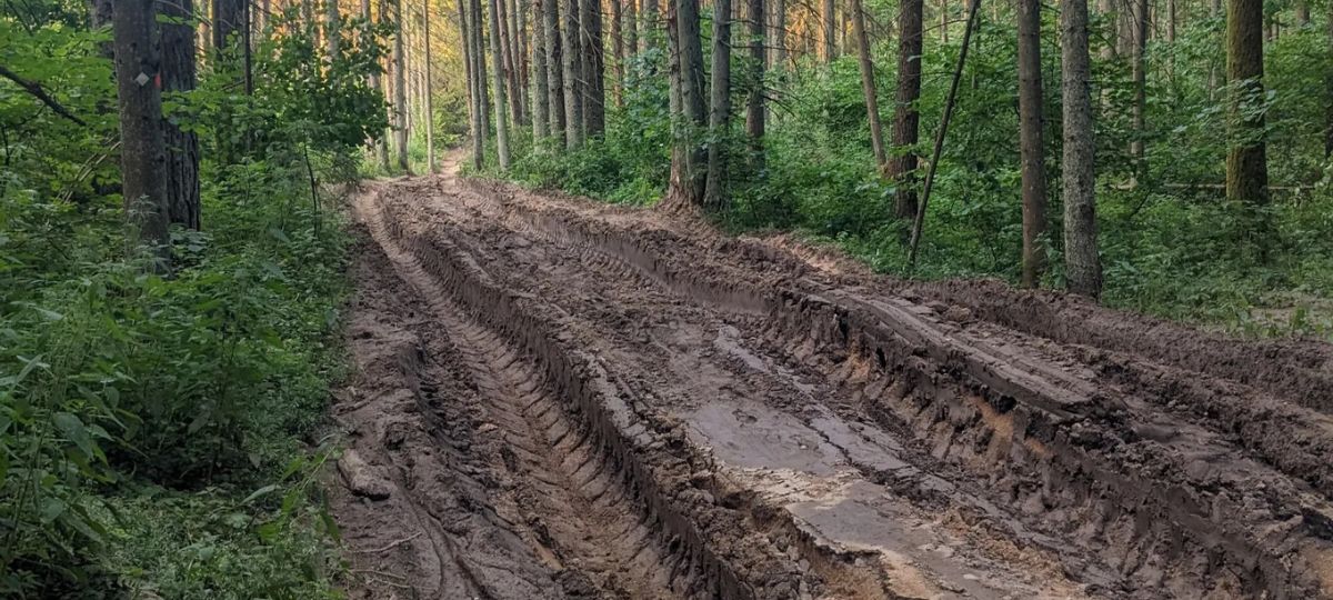 Разъезженная дорога в заказнике «Прилепский»