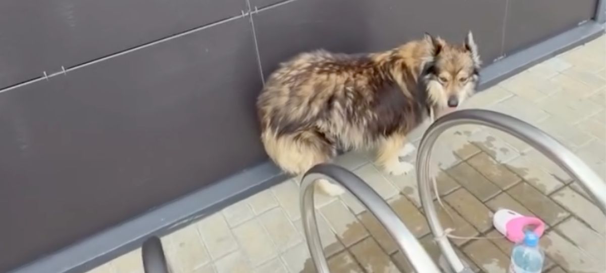 Собака около ТЦ в Мозыре